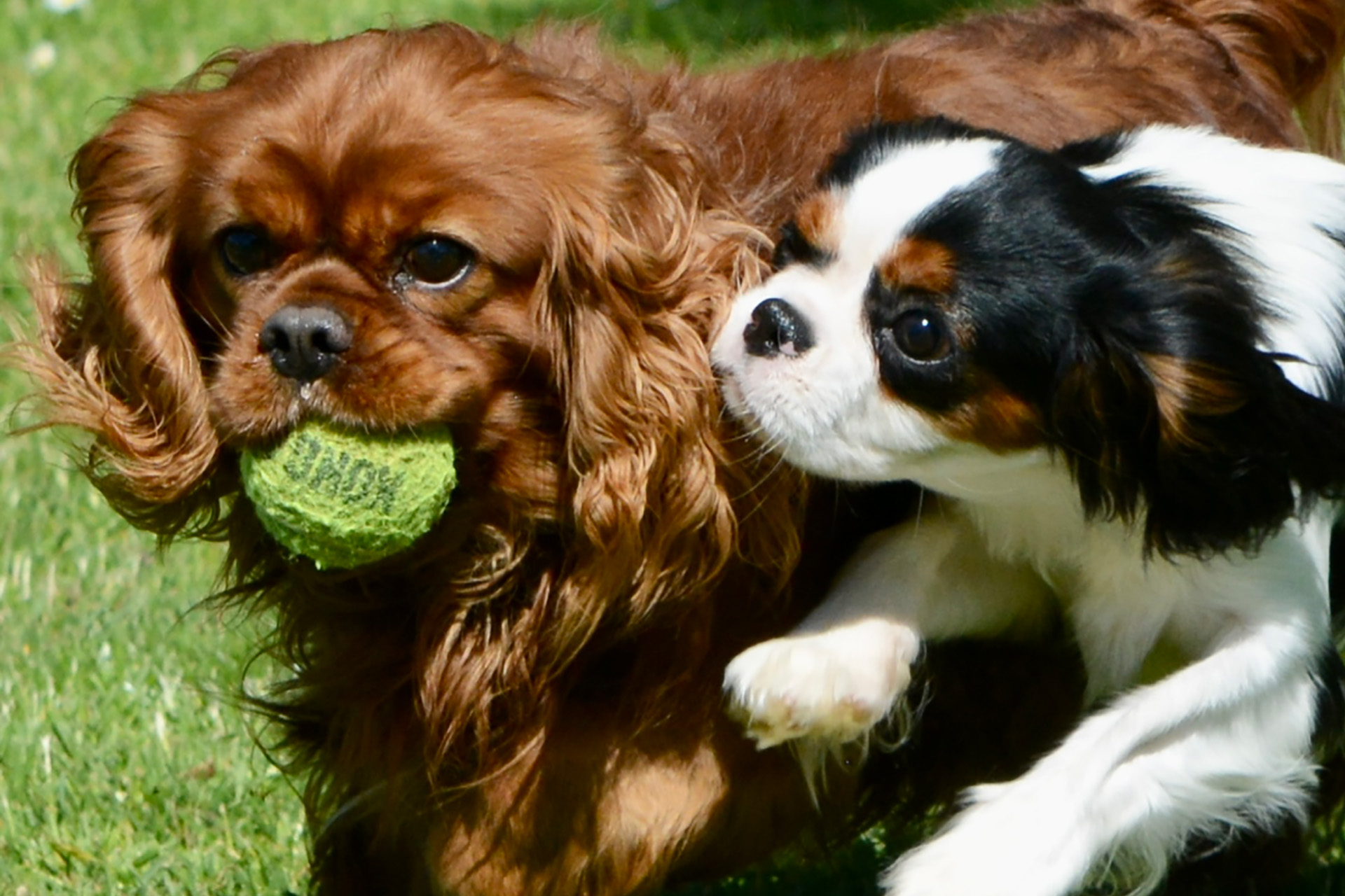 Cavaliers